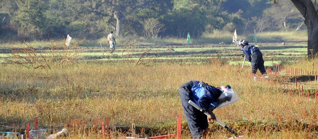 De-mining technicians from the UK charity HALO Trust at work early in the morning, on the edges of a paddy field near Thunukkai, northern Sri Lanka. [© Russell Watkins / DFID]