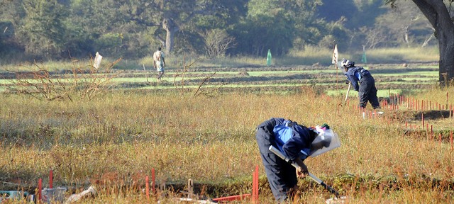 De-mining technicians from the UK charity HALO Trust at work early in the morning, on the edges of a paddy field near Thunukkai, northern Sri Lanka. [© Russell Watkins / DFID]