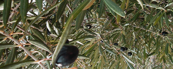 Olives grown in Jaén