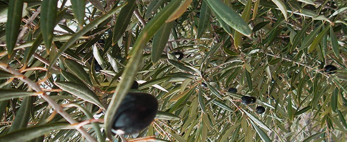 Olives grown in Jaén