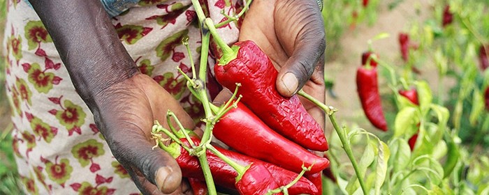 A farmer shows off her crop of paprika peppers in Mang'alali village, Iranga region. USAID helps farmers to improve their yields and get better prices for their crops in a number of African countries, including Tanzania and Zimbabwe.