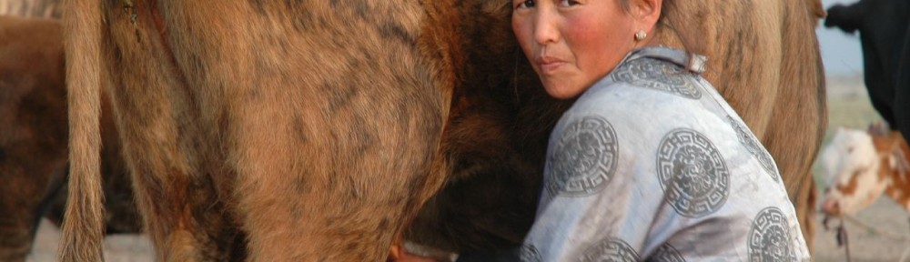 A Mongolian nomad milking a cow