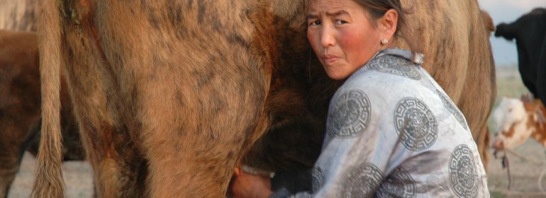 A Mongolian nomad milking a cow